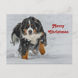 Bernese Mountain Dog Sneeuwfoto met Kerstmis Briefkaart