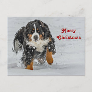 Bernese Mountain Dog Sneeuwfoto met Kerstmis Briefkaart