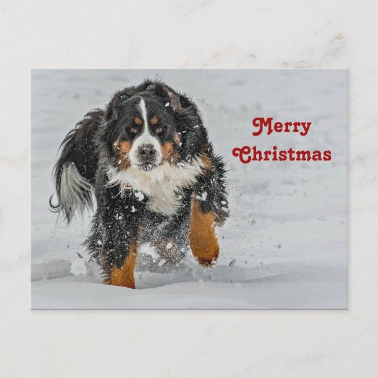 Bernese Mountain Dog Sneeuwfoto met Kerstmis Briefkaart (Voorkant)