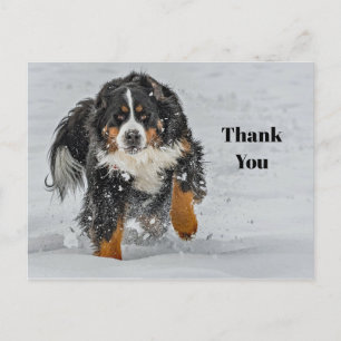 Bernese Mountain Dog Snow Foto bedankt Briefkaart