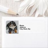 Bernese Mountain Dog Snow Foto Etiket (Insitu)