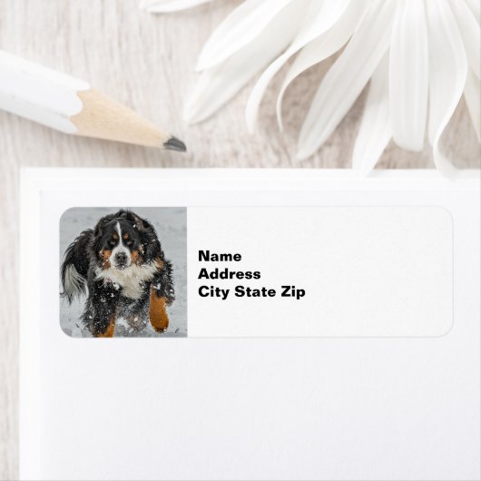 Bernese Mountain Dog Snow Foto Etiket (Insitu)