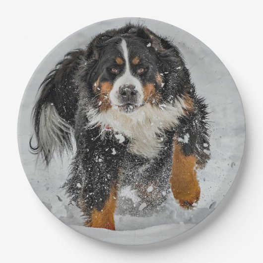 Bernese Mountain Dog Snow Foto Papieren Bordje (Voorkant)