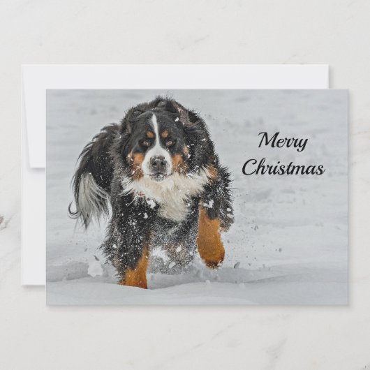 Bernese Mountain Dog Snow-kerstfoto Feestdagenkaart (Voorkant)