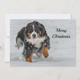 Bernese Mountain Dog Snow-kerstfoto Feestdagenkaart