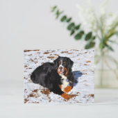 Bernese Mountain Dog speelt in de sneeuw Briefkaart (Staand voorkant)