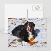 Bernese Mountain Dog speelt in de sneeuw Briefkaart (Voorkant / Achterkant)
