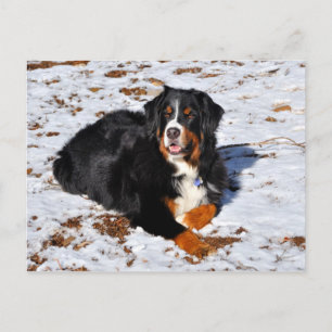 Bernese Mountain Dog speelt in de sneeuw Briefkaart