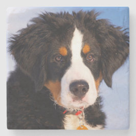 Bernese Mountain Dog Stenen Onderzetter