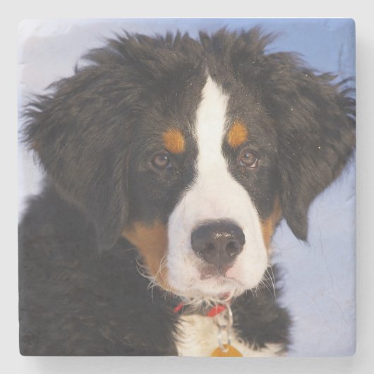 Bernese Mountain Dog Stenen Onderzetter (Voorkant)