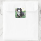 Bernese Mountain Dog Sticker (Tas)