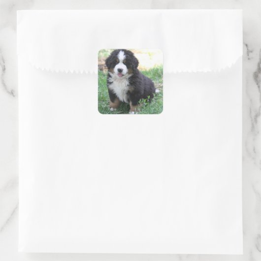 Bernese Mountain Dog Sticker (Tas)