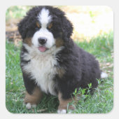 Bernese Mountain Dog Sticker (Voorkant)