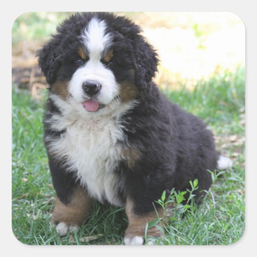 Bernese Mountain Dog Sticker (Voorkant)