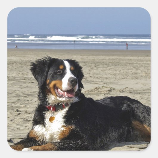 Bernese Mountain Dog Vierkante Sticker (Voorkant)