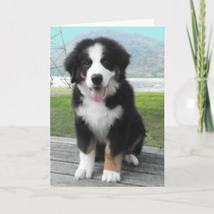 Bernese Mountain Dog Wenskaart Kaart
