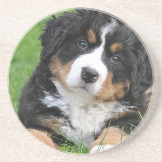 Bernese Mountain Dog Zandsteen Onderzetter (Voorkant)