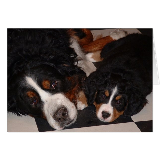 Bernese Mountain Dogs Adult & Pup (Voorkant Horizontaal)