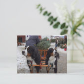 Bernese Mountain Dogs Briefkaart (Staand voorkant)