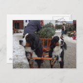 Bernese Mountain Dogs Briefkaart (Voorkant / Achterkant)