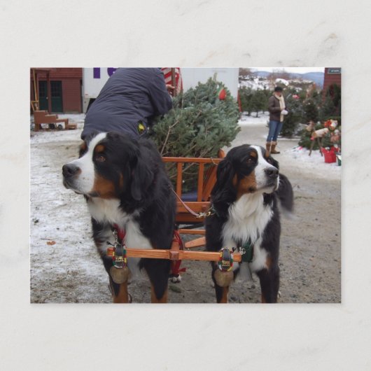 Bernese Mountain Dogs Briefkaart (Voorkant)