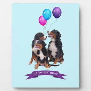 Bernese Mountain Dogs Happy Birthday Fotoplaat