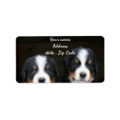 Bernese Mountain puppies adreslabel Etiket (Voorkant)