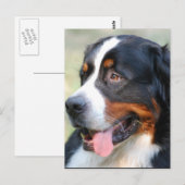 Bernese Mountain Puppy Briefkaart (Voorkant / Achterkant)