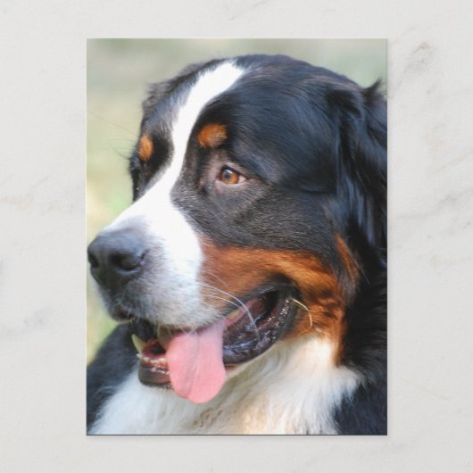 Bernese Mountain Puppy Briefkaart (Voorkant)