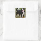 Bernese Mountain Puppy Dog Sticker / Seal (Tas)