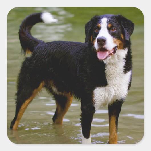 Bernese Mountain Puppy Dog Sticker / Seal (Voorkant)