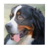 Bernese Mountain Puppy Tile Tegeltje (Voorkant)