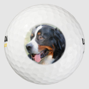 bernese-mountaindog-10 golfballen
