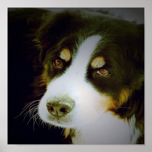 Bernese Mountian Dog Poster (Voorkant)