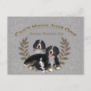 Bernese Mt. Dog kan niet slechts één hebben Briefkaart