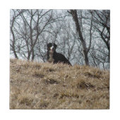 Bernese Mt. Dog Tegeltje (Voorkant)