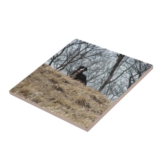 Bernese Mt. Dog Tegeltje (Zijkant)