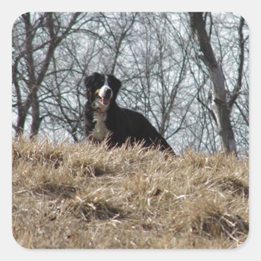 Bernese Mt. Dog Vierkante Sticker (Voorkant)