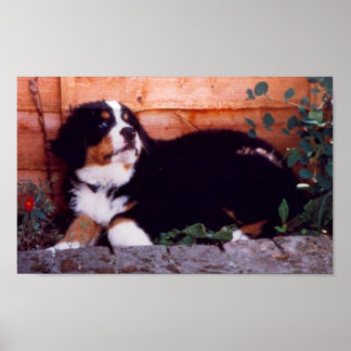 bernese poster voor hondenpuppy