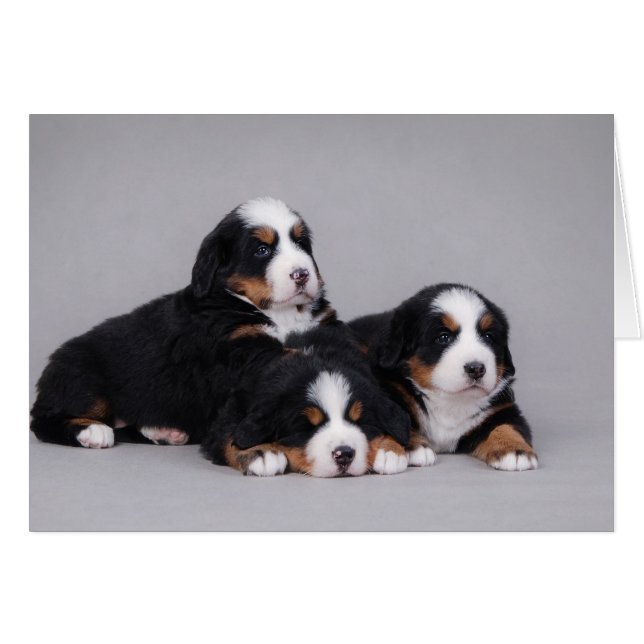 Bernese puppies (Voorkant Horizontaal)