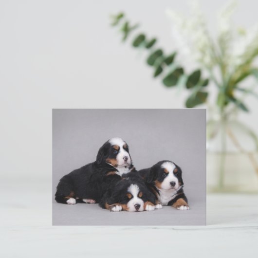 Bernese puppies briefkaart (Staand voorkant)