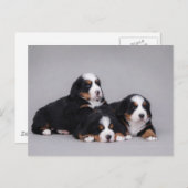 Bernese puppies briefkaart (Voorkant / Achterkant)
