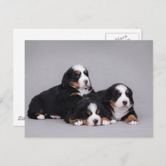 Bernese puppies briefkaart (Voorkant / Achterkant)