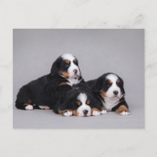 Bernese puppies briefkaart