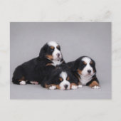 Bernese puppies briefkaart (Voorkant)