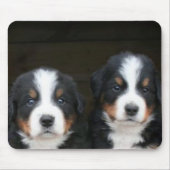 Bernese puppies mousepad muismat (Voorkant)