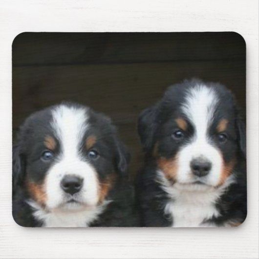 Bernese puppies mousepad muismat (Voorkant)