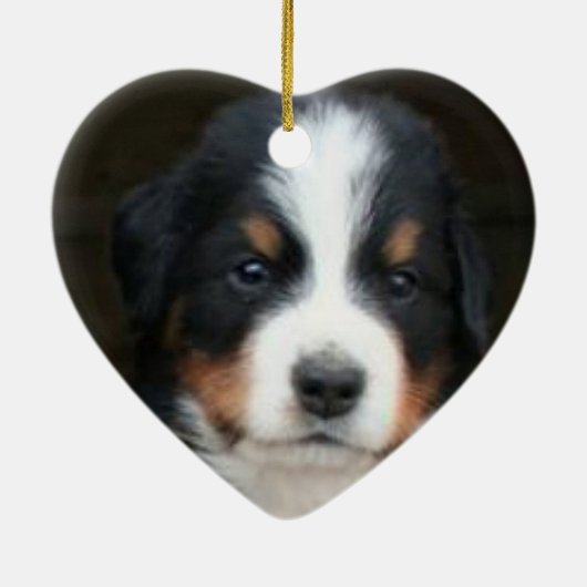 Bernese puppies ornament (Achterkant)