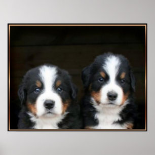 Bernese puppies poster