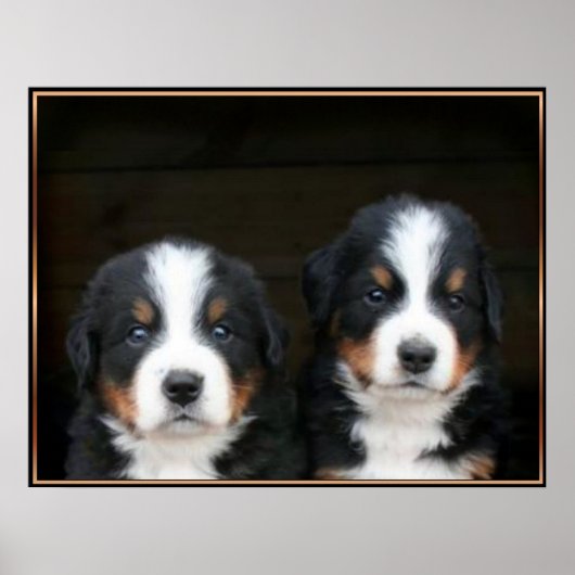 Bernese puppies poster (Voorkant)
